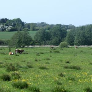 IMG_9549