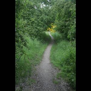 skov_original_copy_1